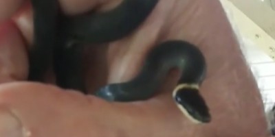New Jersey snake